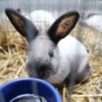 10.12.2023. Kielce. Targi Kielce. Świetokrzyska Wystawa Królików / Fot. Wiktor Taszłow - Radio Kielce