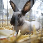 I łaciate, i kudłate oraz miniaturowe i olbrzymie. Przyjedzie tysiąc królików!