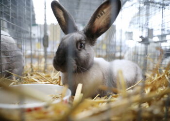 I łaciate, i kudłate oraz miniaturowe i olbrzymie. Przyjedzie tysiąc królików!