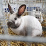 10.12.2023. Kielce. Targi Kielce. Świetokrzyska Wystawa Królików / Fot. Wiktor Taszłow - Radio Kielce