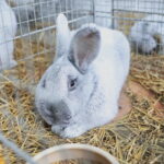 10.12.2023. Kielce. Targi Kielce. Świetokrzyska Wystawa Królików / Fot. Wiktor Taszłow - Radio Kielce