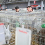 10.12.2023. Kielce. Targi Kielce. Świetokrzyska Wystawa Królików / Fot. Wiktor Taszłow - Radio Kielce