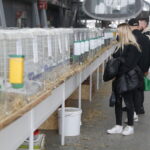 10.12.2023. Kielce. Targi Kielce. Świetokrzyska Wystawa Królików / Fot. Wiktor Taszłow - Radio Kielce