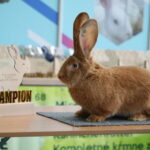 10.12.2023. Kielce. Targi Kielce. Świetokrzyska Wystawa Królików / Fot. Wiktor Taszłow - Radio Kielce