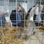 Futrzane piękności na wystawie w Targach Kielce