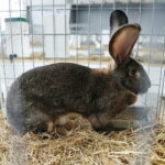 10.12.2023. Kielce. Targi Kielce. Świetokrzyska Wystawa Królików / Fot. Wiktor Taszłow - Radio Kielce