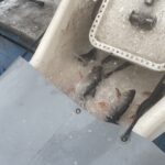 Pierwszy ryby pływają w Lubiance