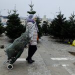 Ile kosztuje żywa choinka? - Radio Kielce 14.12.2023. Kielce. Plac Wolności. Choinki / Fot. Jarosław Kubalski - Radio Kielce