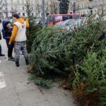 Ile kosztuje żywa choinka? - Radio Kielce 14.12.2023. Kielce. Plac Wolności. Choinki / Fot. Jarosław Kubalski - Radio Kielce