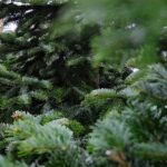 Ile kosztuje żywa choinka? - Radio Kielce Najlepsza choinka w doniczce. Po świętach dasz jej drugie życie