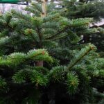 Ile kosztuje żywa choinka? - Radio Kielce Leśnicy walczą ze złodziejami choinek