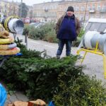 Ile kosztuje żywa choinka? - Radio Kielce 14.12.2023. Kielce. Plac Wolności. Choinki / Fot. Jarosław Kubalski - Radio Kielce