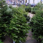 Ile kosztuje żywa choinka? - Radio Kielce 14.12.2023. Kielce. Plac Wolności. Choinki / Fot. Jarosław Kubalski - Radio Kielce