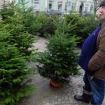 Ile kosztuje żywa choinka? - Radio Kielce 14.12.2023. Kielce. Plac Wolności. Choinki / Fot. Jarosław Kubalski - Radio Kielce