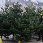 Ile kosztuje żywa choinka? - Radio Kielce 14.12.2023. Kielce. Plac Wolności. Choinki / Fot. Jarosław Kubalski - Radio Kielce