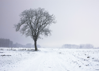 Fot. Canva