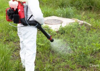 Biologiczne metody zwalczania chwastów / Fot. Canva