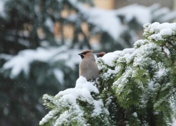 Jemiołuszka / Fot. dr Jarosław Sułek