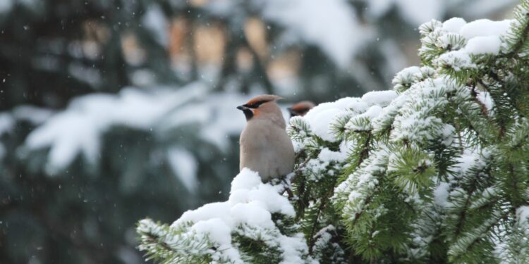 Jemiołuszka / Fot. dr Jarosław Sułek