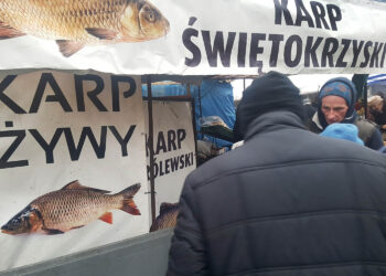 Karp – król na wigilijnym stole. Ile go zjadamy? - Radio Kielce