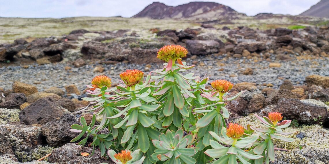 Muzyczne podróże. Islandia / Fot. Danuta Rasała i Sławomir Skowron