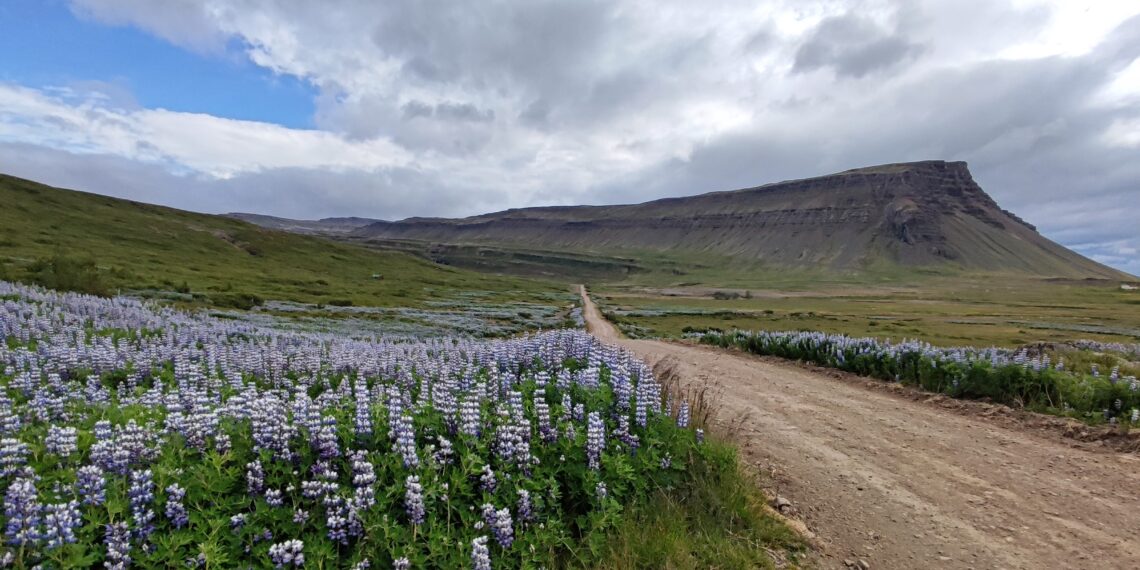 Muzyczne podróże. Islandia / Fot. Danuta Rasała i Sławomir Skowron