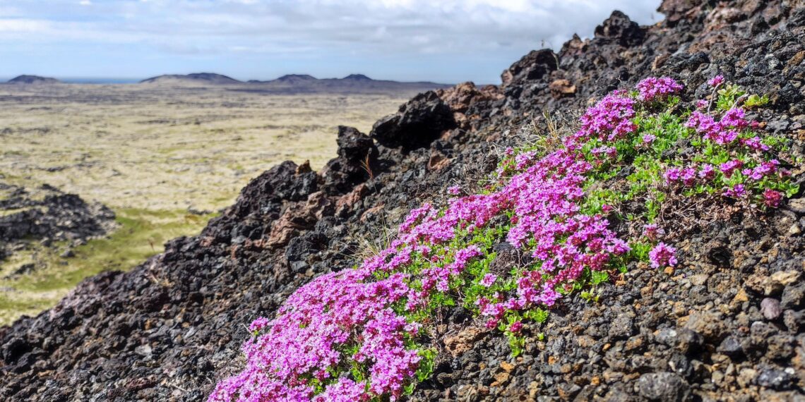 Muzyczne podróże. Islandia / Fot. Danuta Rasała i Sławomir Skowron