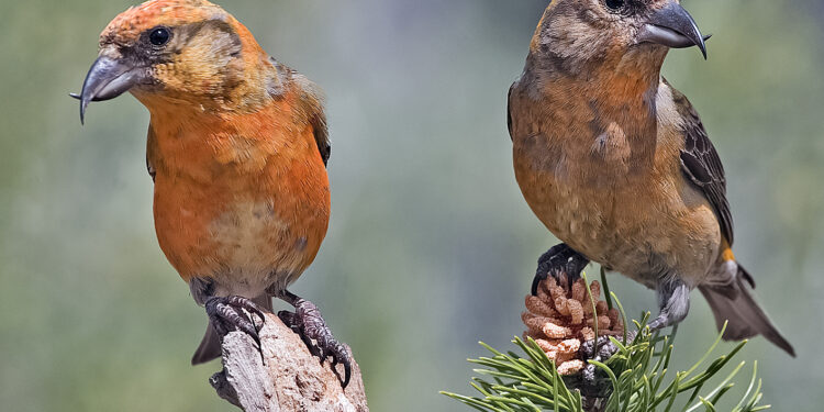 Śpiewające ptaki można już usłyszeć w parkach i lasach. Nie przeszkadza im śnieg ani mróz.