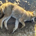 Bodzentyn. Potrącenie wilka / Fot. Dariusz Skiba - Facebook