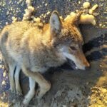 Bodzentyn. Potrącenie wilka / Fot. Dariusz Skiba - Facebook