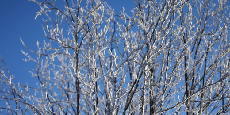 Od świętej Urszuli oczekuj śnieżnej koszuli - Radio Kielce 09.01.2024. Święty Krzyż. Zima. / Fot. Wiktor Taszłow - Radio Kielce