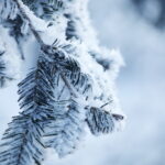 09.01.2024. Święty Krzyż. Zima. / Fot. Wiktor Taszłow - Radio Kielce