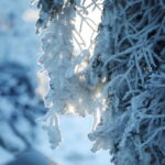 09.01.2024. Święty Krzyż. Zima. / Fot. Wiktor Taszłow - Radio Kielce