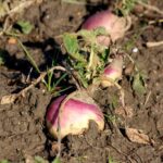 Brukiew / źródło: canva.com