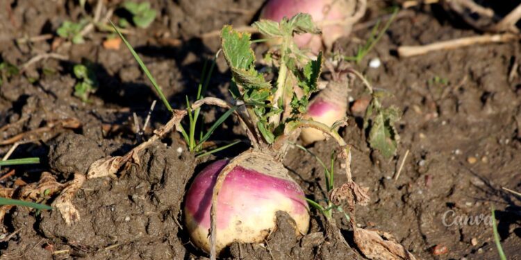 Brukiew / źródło: canva.com