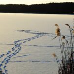 12.01.2024. Zalew w Cedzynie. / Fot. Jarosław Kubalski - Radio Kielce