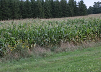 Plony wysokie, a ceny niskie – taka jest sytuacja z kukurydzą w Świętokrzyskiem - Radio Kielce