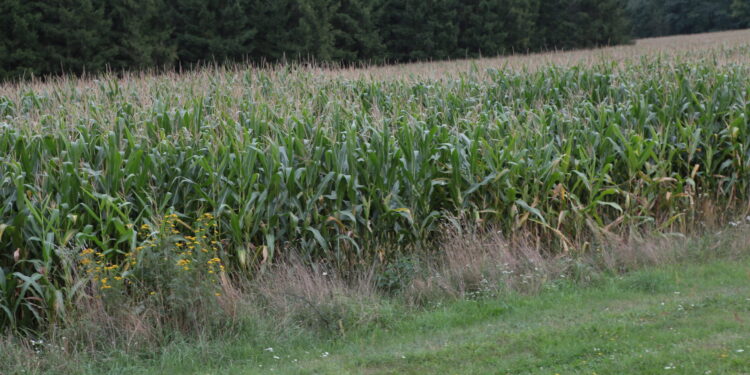 Plony wysokie, a ceny niskie – taka jest sytuacja z kukurydzą w Świętokrzyskiem - Radio Kielce