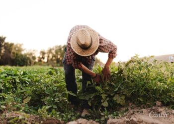 Sieć Gospodarstw Demonstracyjnych – nowe doświadczenia, praktyki i wiedza - Radio Kielce