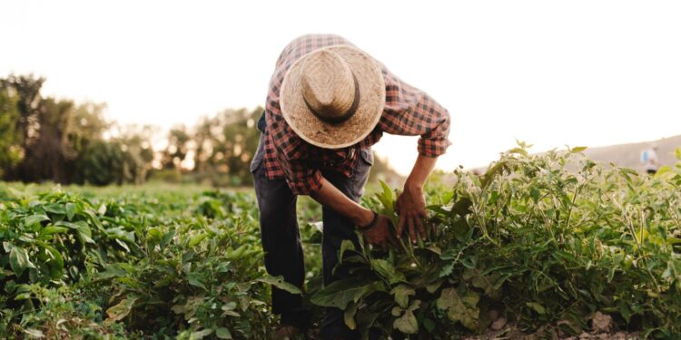 Sieć Gospodarstw Demonstracyjnych – nowe doświadczenia, praktyki i wiedza - Radio Kielce