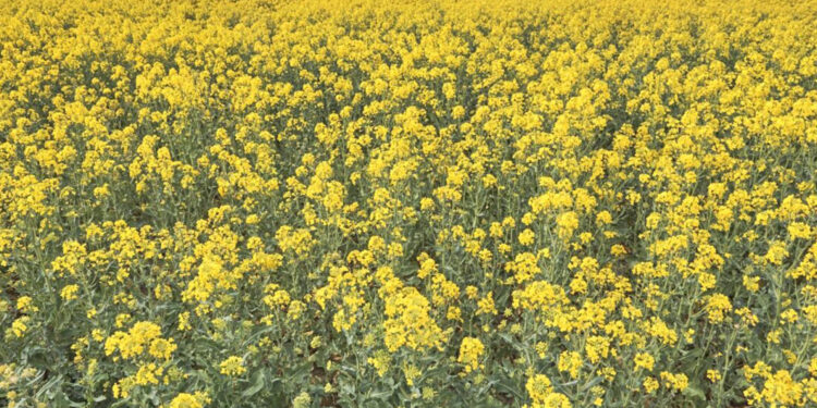 Bahus, Artemis czy Aurelia? Który rzepak ozimy uda się w Świętokrzyskiem? - Radio Kielce Bahus, Artemis czy Aurelia? Który rzepak ozimy uda się w Świętokrzyskiem? - Radio Kielce