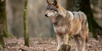 Zdjęcie ilustracyjne. / Fot. canva.com