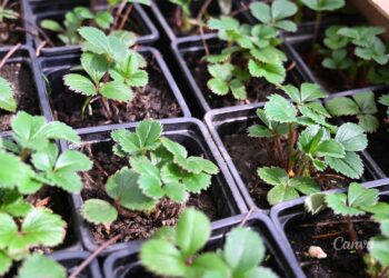 Żywe plantacje roślin na targach TSW w Kielcach - Radio Kielce