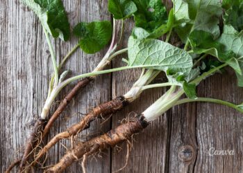 Sekrety ziół – korzeń łopianu - Radio Kielce