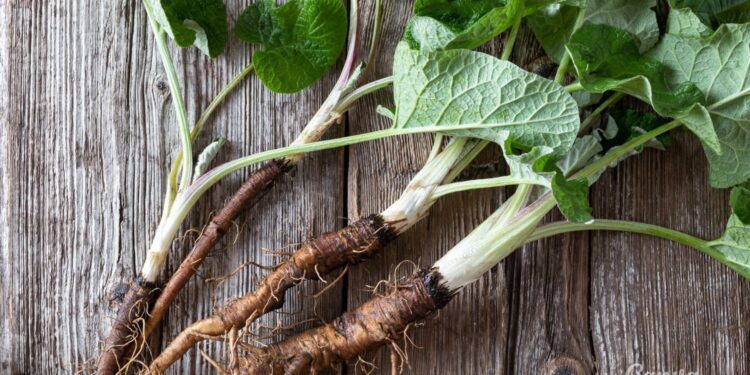 Sekrety ziół – korzeń łopianu - Radio Kielce