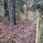 Straż leśna zatrzymała kłusownika, który przyszedł sprawdzić wnyki