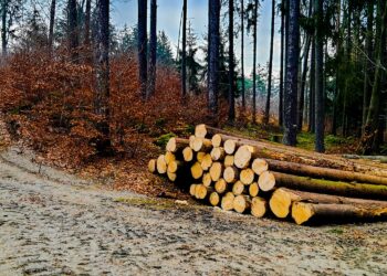 Przedsiębiorstwa drzewne obawiają się wstrzymania wycinki w lasach