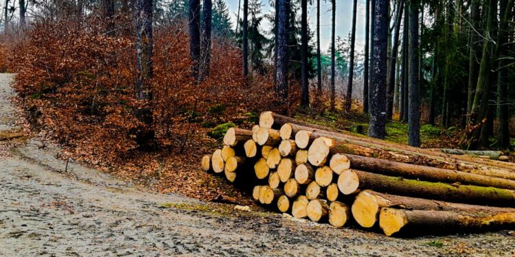 Przedsiębiorstwa drzewne obawiają się wstrzymania wycinki w lasach