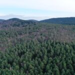 Organizacje przyrodnicze zaniepokojone tworzeniem rezerwatu Bliżyńskie Lasy Naturalne