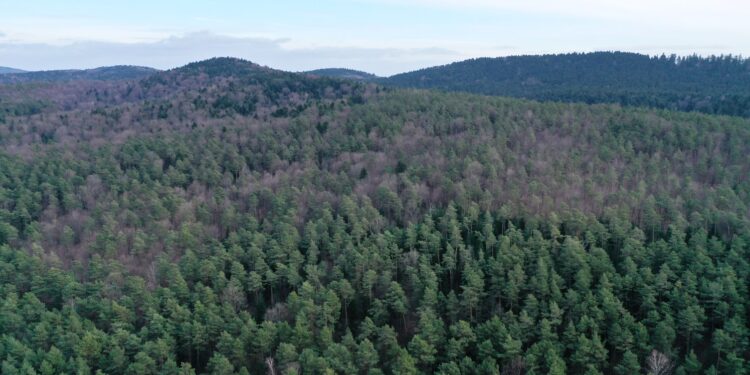 Organizacje przyrodnicze zaniepokojone tworzeniem rezerwatu Bliżyńskie Lasy Naturalne